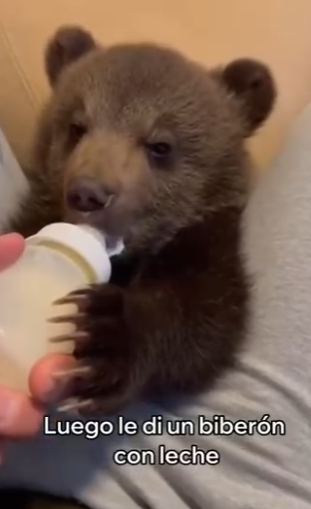 O1002001 Este Oso Se Convirtió En Mi Mascota (Parte 2)