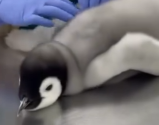 O1002004 Salvé La Vida De Este Pingüino (Parte 2)