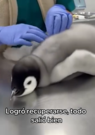 O1002004 Salvé La Vida De Este Pingüino (Parte 2)