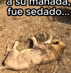 O1002008 Animales aman la materia (Parte 2)