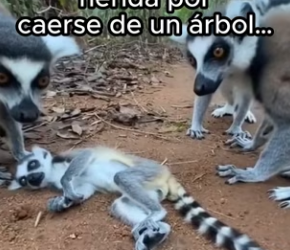 O1002015 Pidió ayuda (Parte 2)