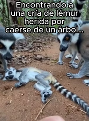 O1002015 Pidió ayuda (Parte 2)