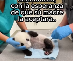 O1002010 Ella solo necesitaba amo (Parte 2)