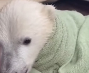 F0602009 polar bear mother hurled her cub onto rescue boat likr plea (Part 2)