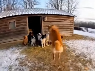 F0802002 dogs rescued kitten had been carried away by bear (Part 2)