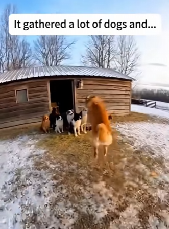 F0802002 dogs rescued kitten had been carried away by bear (Part 2)