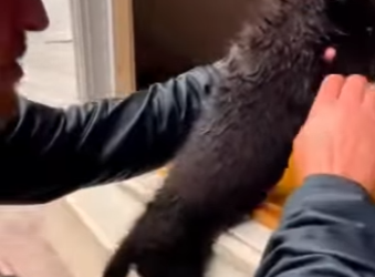 F0602012 rowed out into flood to save wolf mother (Part 2)