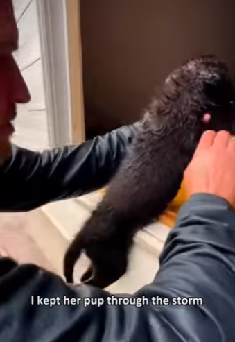 F0602012 rowed out into flood to save wolf mother (Part 2)