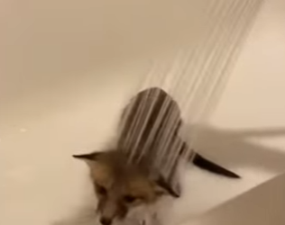 F0602001 My dog grabbed my leg pulled me out (Part 2)