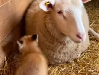 F0602005 dying fox mother brought her baby to (Part 2)