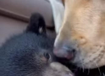 F0602010 tiny bear cub climbed my long stairs then slipp (Part 2)