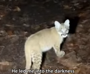 F0602008 Midnight, cougar cub clawed at my tent (Part 2)