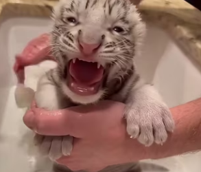 F0802004 saw male tiger secretly abandon his cub (Parte 2)