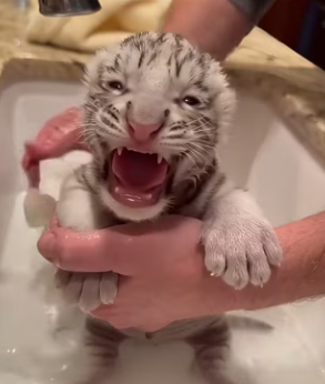 F0802004 saw male tiger secretly abandon his cub (Parte 2)