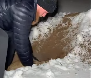 P1102002 adopted two coyotes whose mothers had passed away, then (Part 2)