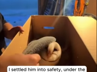 P1102006 saved injured Owl but his mate refused to leave him (Part 2)