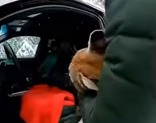 P1102005 saved rescue big cat (Part 2)