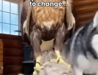 P1102012 tiger Husky Saved King Reality Base story (Part 2)