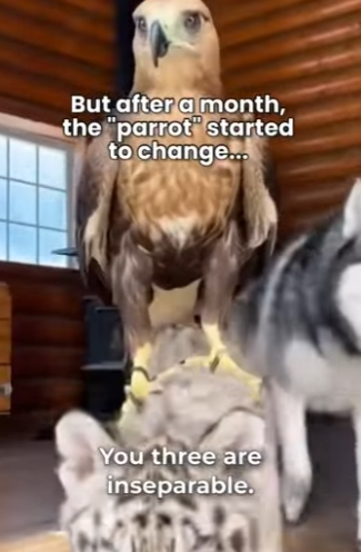 P1102012 tiger Husky Saved King Reality Base story (Part 2)