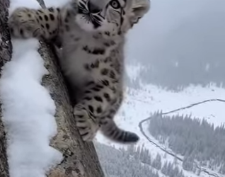 P1102001 snow leopard ran to me help (Part 2)