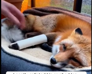 P1102007 Rescue fox (Part 2)