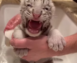 P1102004 saw male tiger secretly abandon his cub (Part 2)