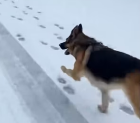 P1102003 stray dog saved kitten her baby (Part 2)