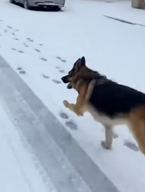 P1102003 stray dog saved kitten her baby (Part 2)