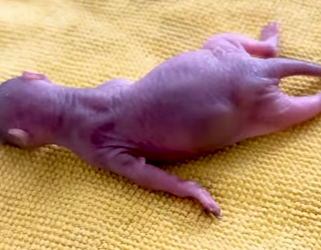 I0802004 Why climb trees when you can climb into human arms (Part 2)