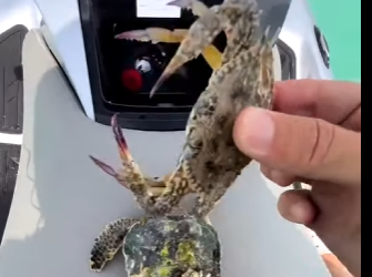 I0802002 little turtle swims away so happily thank you (Part 2)