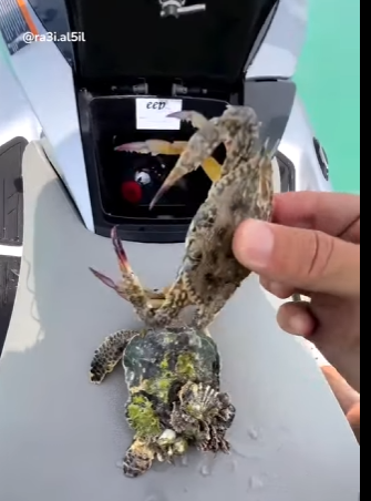 I0802002 little turtle swims away so happily thank you (Part 2)