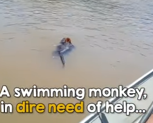 I0802001 When they realize what swimming towards them (Part 2)