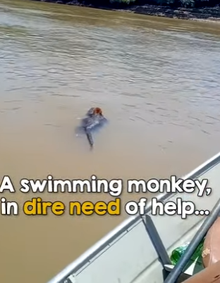 I0802001 When they realize what swimming towards them (Part 2)