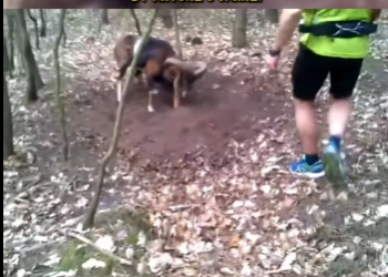 C0802005 Man Bravely Frees Wild Mouflon Trapped by Nature Snare! (Part 2)