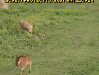 C0802004 Lioness Protects Baby Antelope (Part 2)