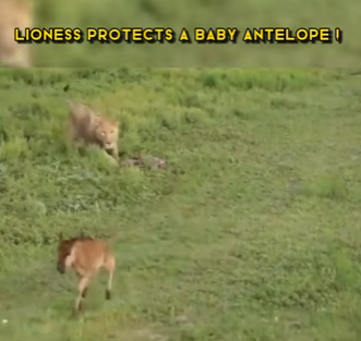 C0802004 Lioness Protects Baby Antelope (Part 2)