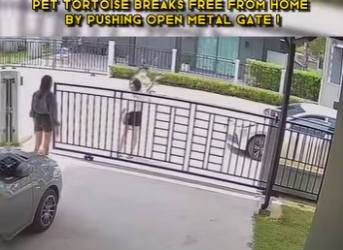 C0602010 Pet tortoise breaks home by pushing open metal gate (Part 2)