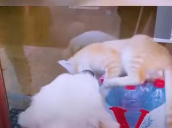 C0602008 Service Dog Wasn Playful Until He Met His Kitten Sister (Part 2)