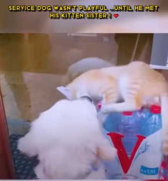 C0602008 Service Dog Wasn Playful Until He Met His Kitten Sister (Part 2)