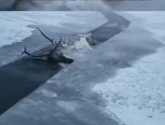 C0602012 Red Deer Rescued Frozen River (Part 2)