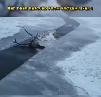 C0602012 Red Deer Rescued Frozen River (Part 2)