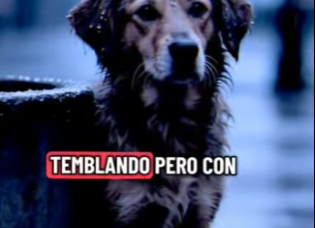 V1002008 Gracias por elegirme viejo (Parte 2)