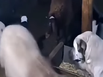 V1002012 estos perros salvan su cría (Parte 2)