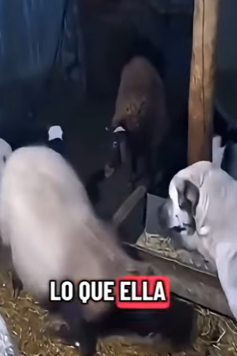 V1002012 estos perros salvan su cría (Parte 2)