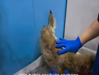 V1002004 por su estado nadie la quería ayudar (Parte 2)