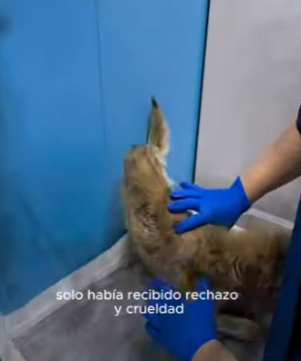 V1002004 por su estado nadie la quería ayudar (Parte 2)