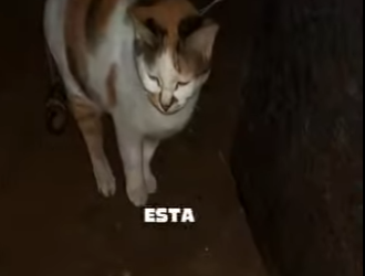 V1002005 una mujer quedó tan encantada con una gatita que se mudo de casa para (Parte 2)