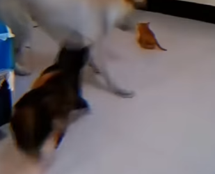 V1002009 Gata defiende su hijo pero luego hace algo inesperado (Parte 2)