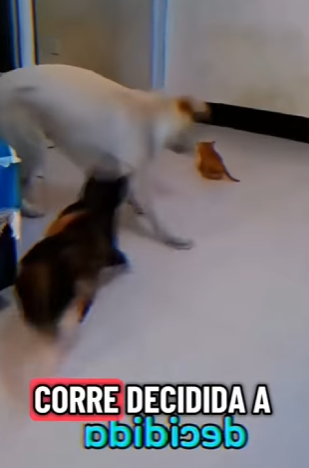 V1002009 Gata defiende su hijo pero luego hace algo inesperado (Parte 2)