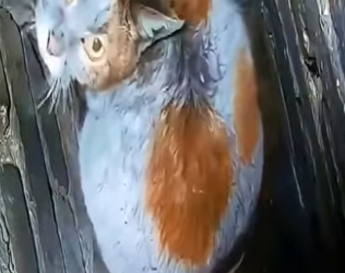 V1002014 rescatando un gato (Parte 2)